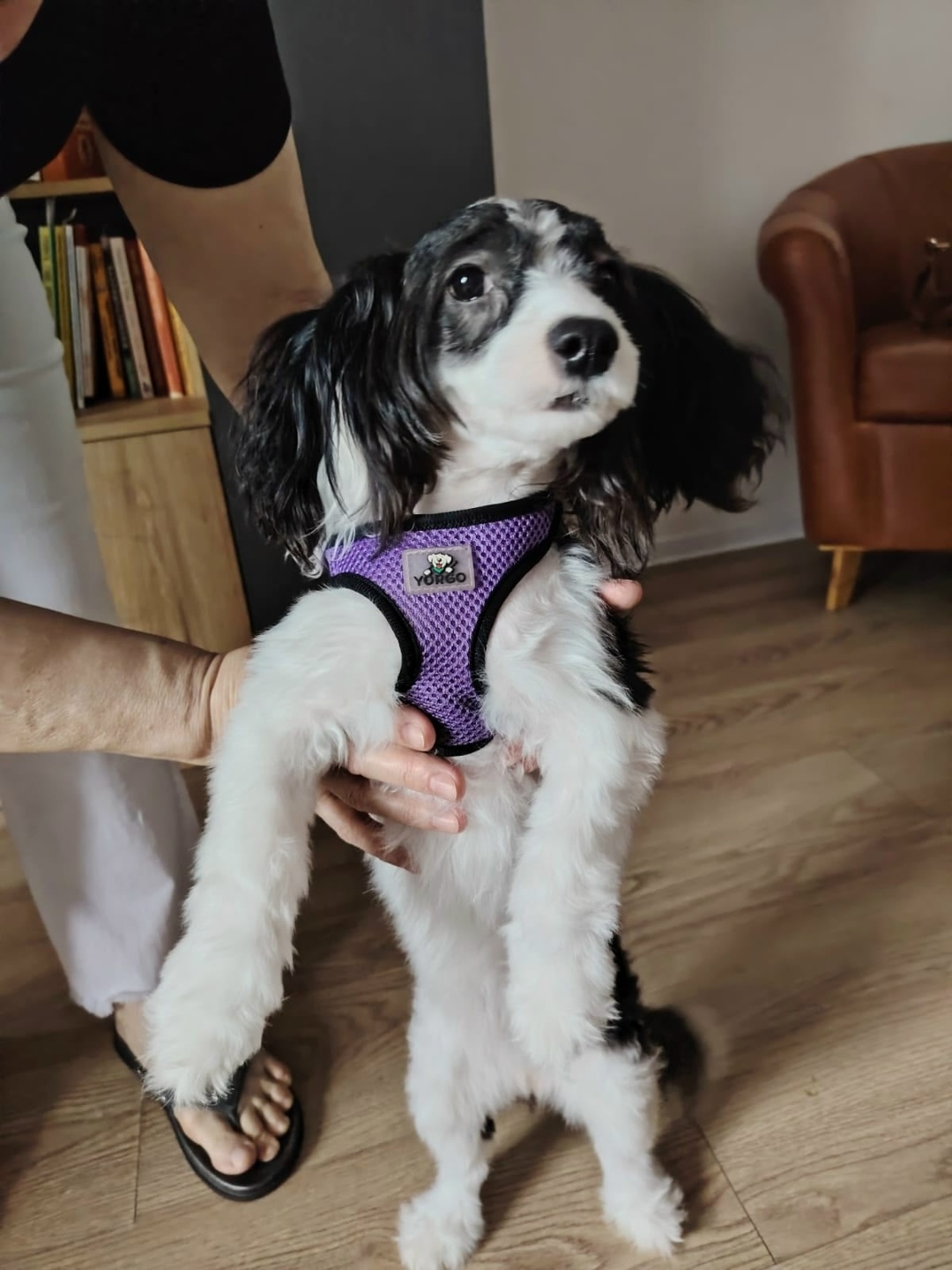 Пропала собака в Москве — фото объявления