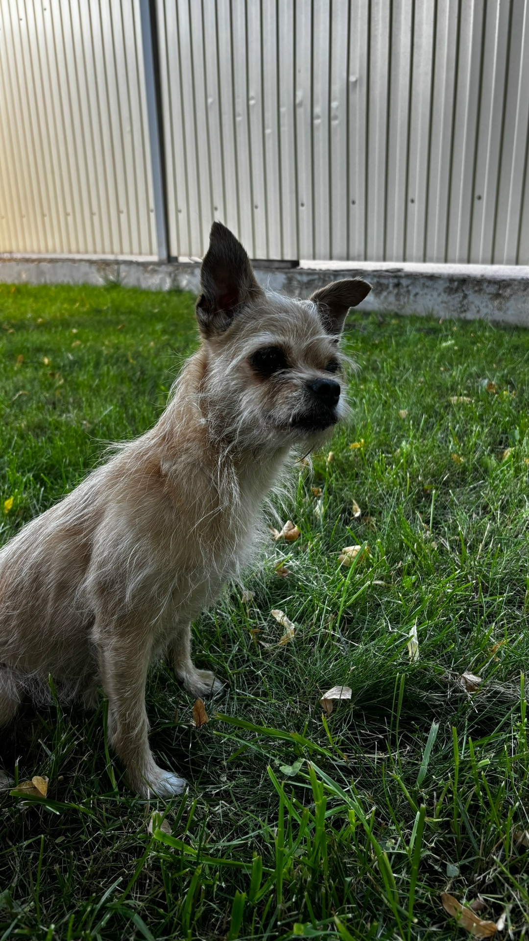 Найдена собака в Москве — фото объявления