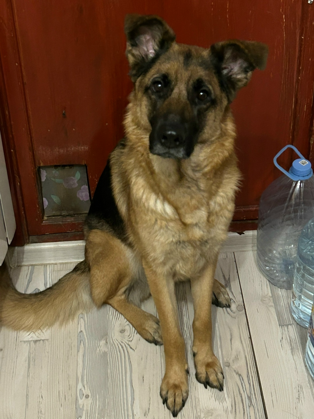 Пропала собака в Москве — фото объявления