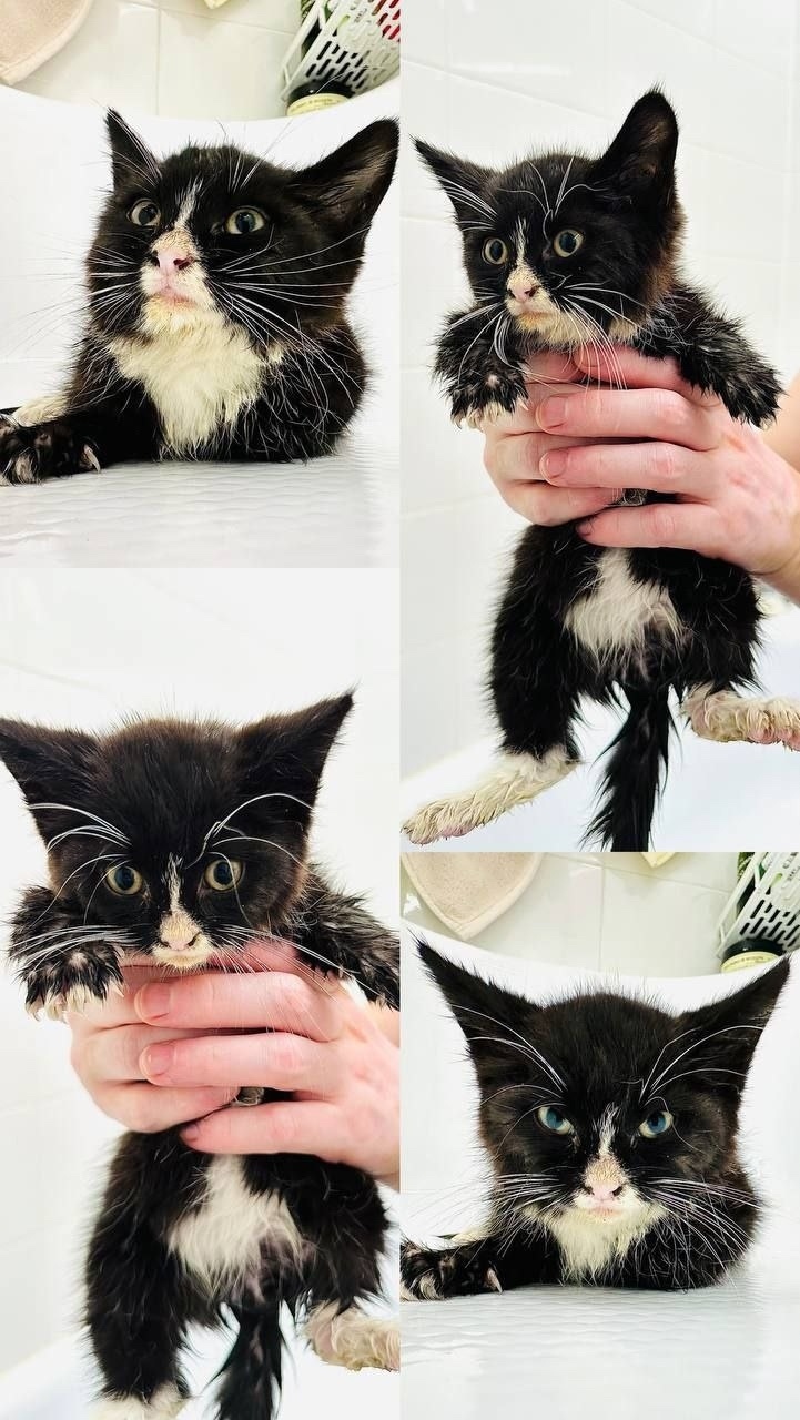 Найдена кошка в Москве — фото объявления