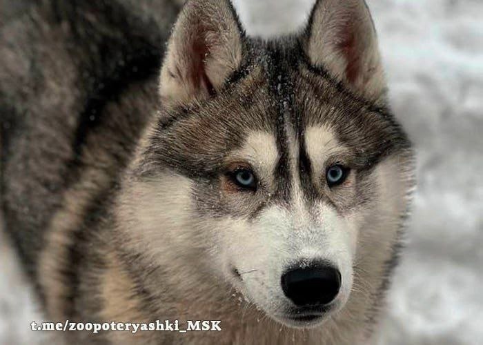 Найдена собака в Москве — фото объявления