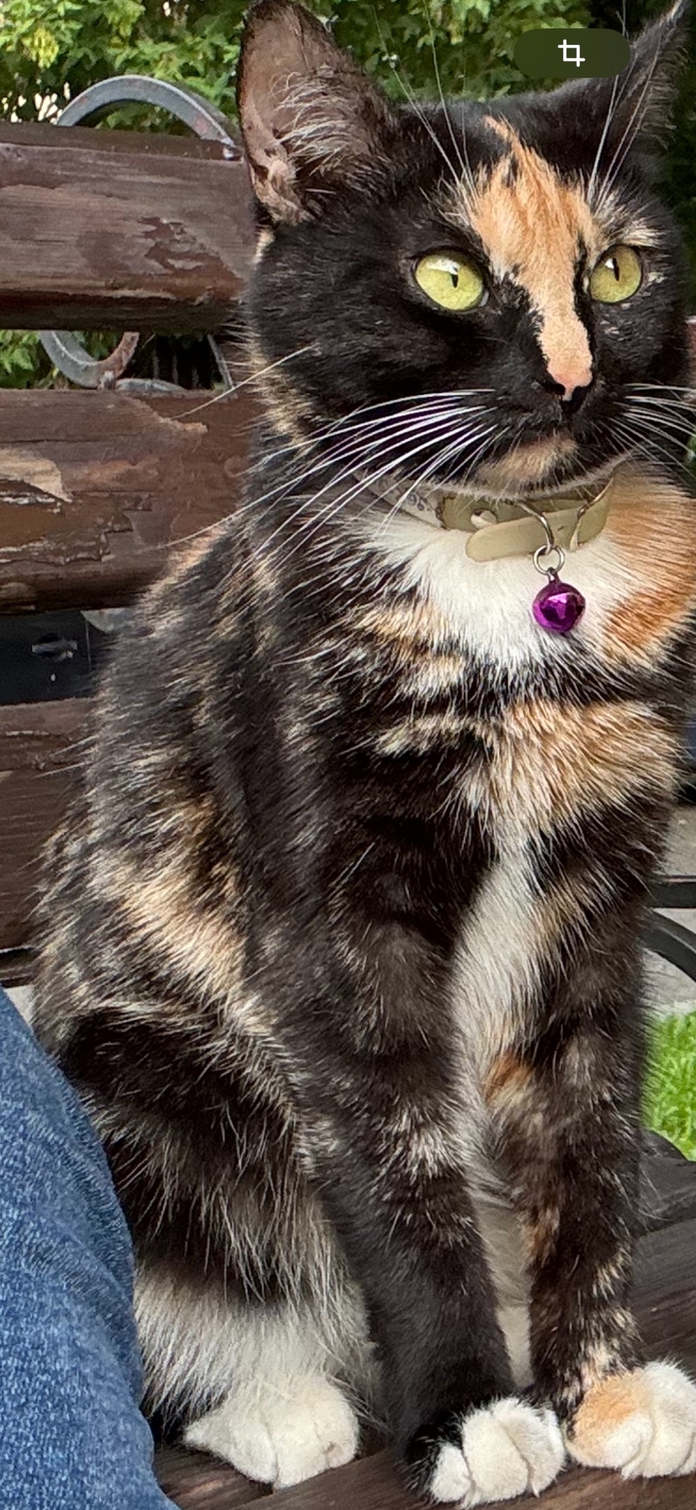 Пропала кошка в Москве — фото объявления