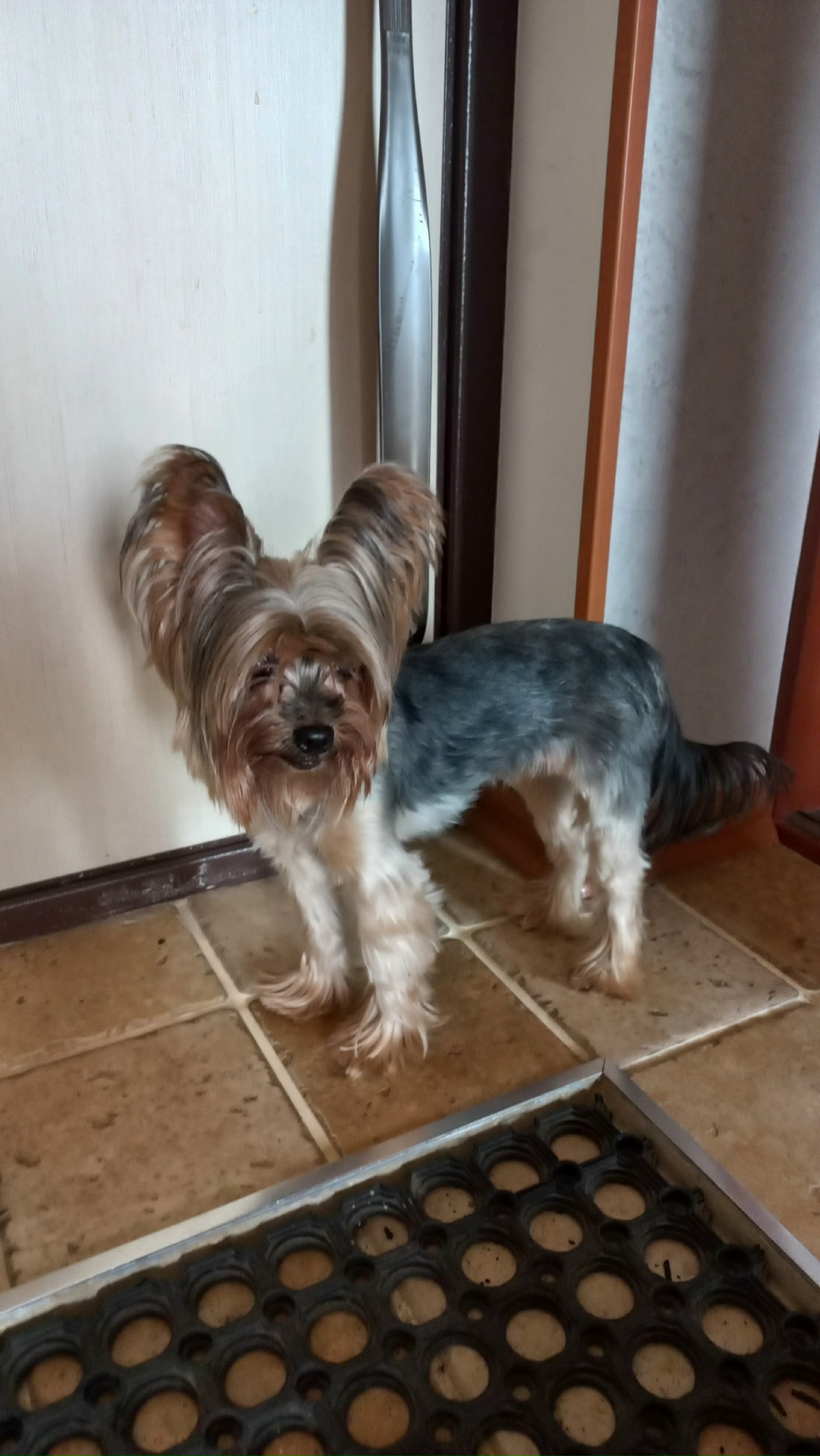 Найдена собака в Москве — фото объявления