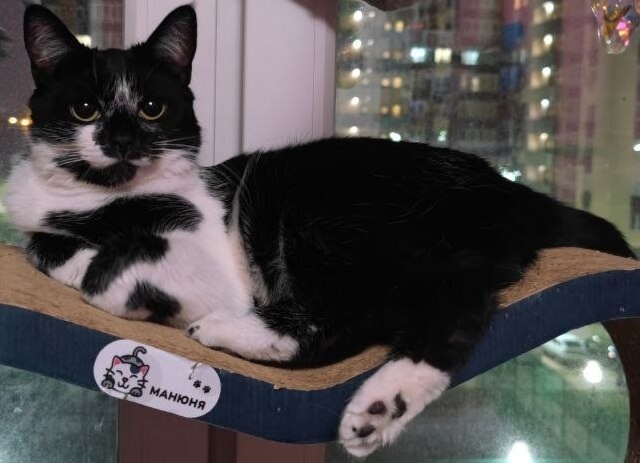 Пропала собака в Москве — фото объявления