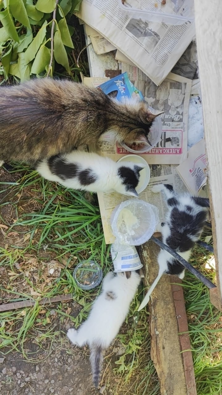 Найдена кошка в Москве — фото объявления