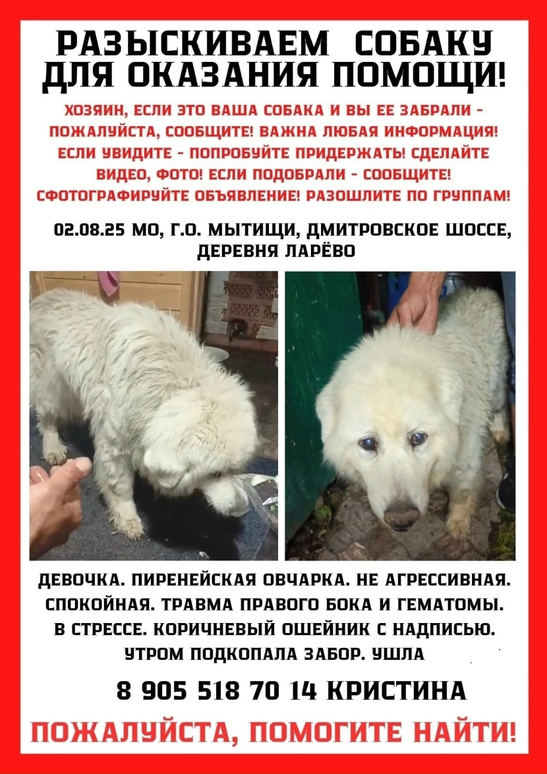 Пропала собака в Москве — фото объявления
