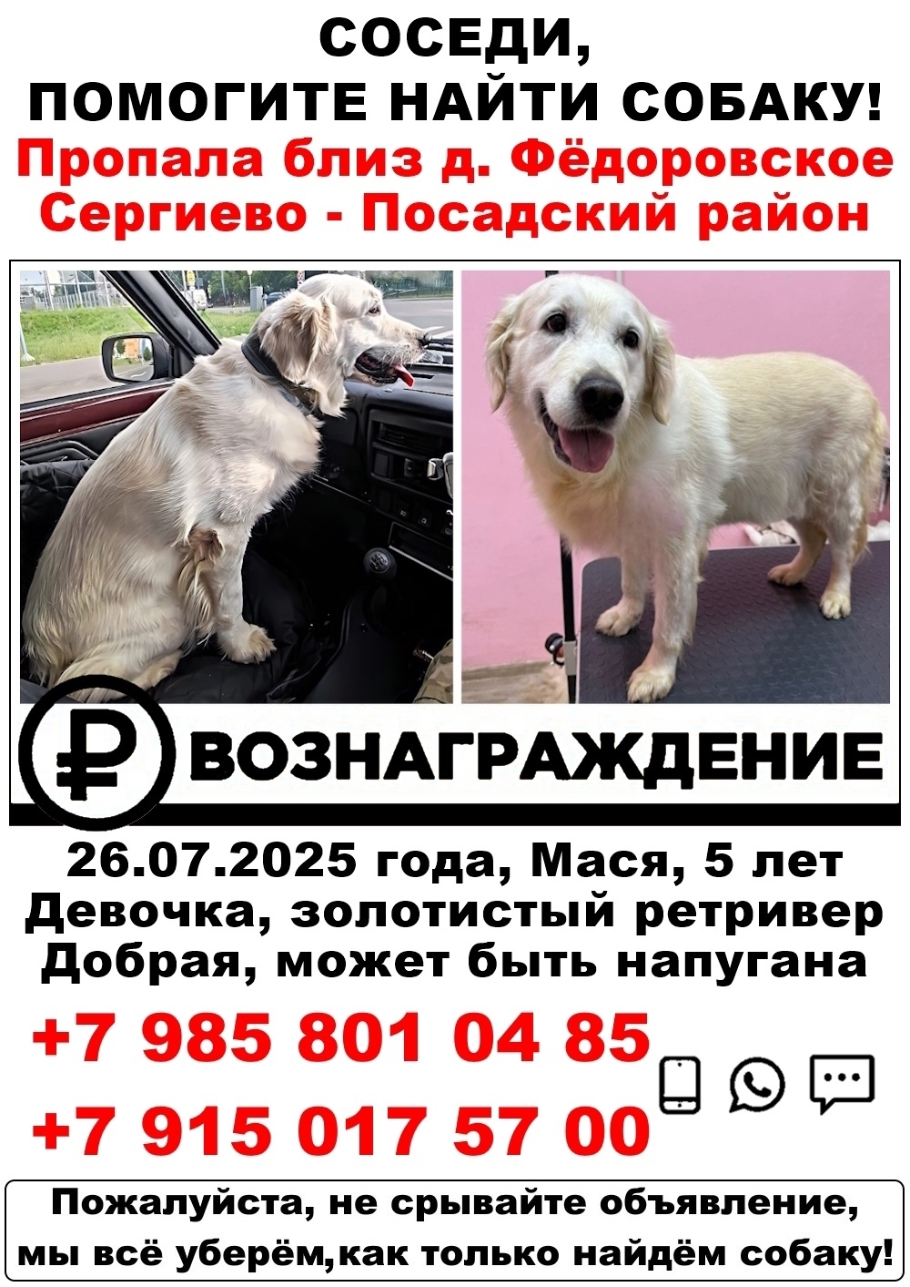 Пропала собака в Москве — фото объявления