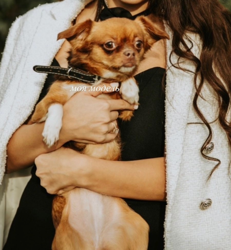 Пропала собака в Москве — фото объявления