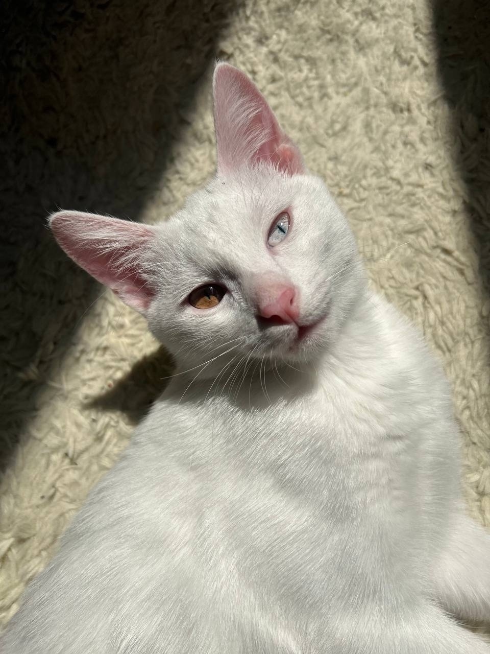 Пропала кошка в Москве — фото объявления