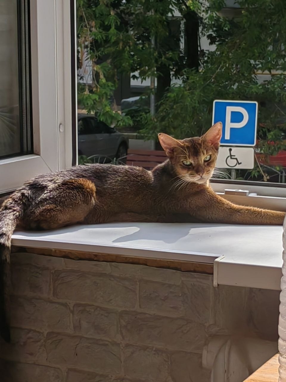 Найдена собака в Москве — фото объявления