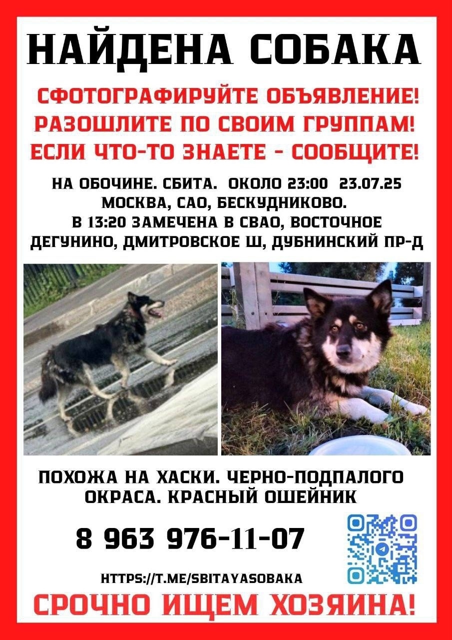Найдена собака в Москве — фото объявления