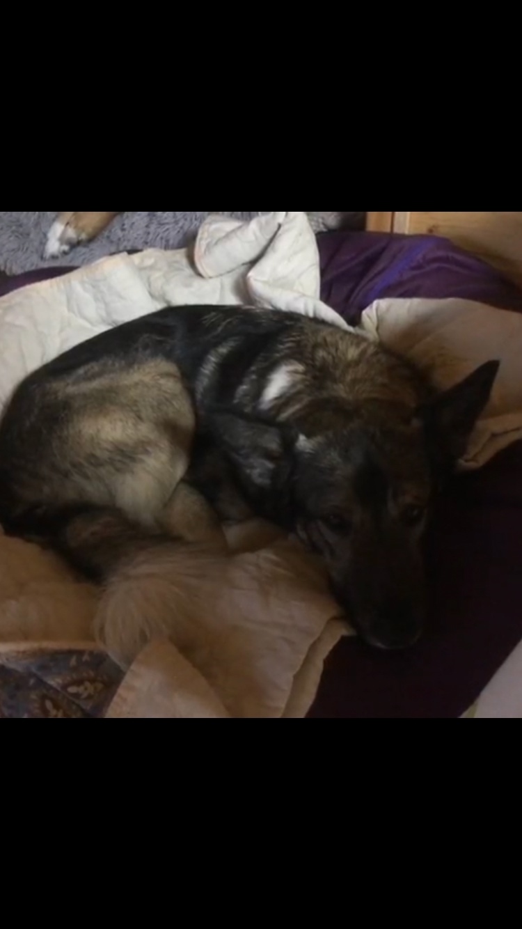 Пропала собака в Москве — фото объявления