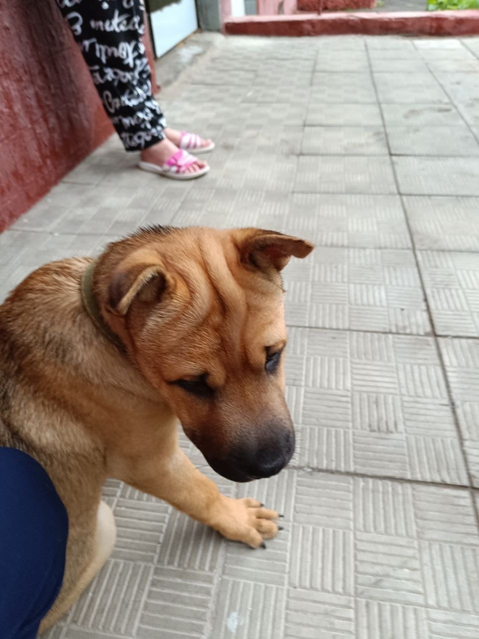 Найдена собака в Москве — фото объявления