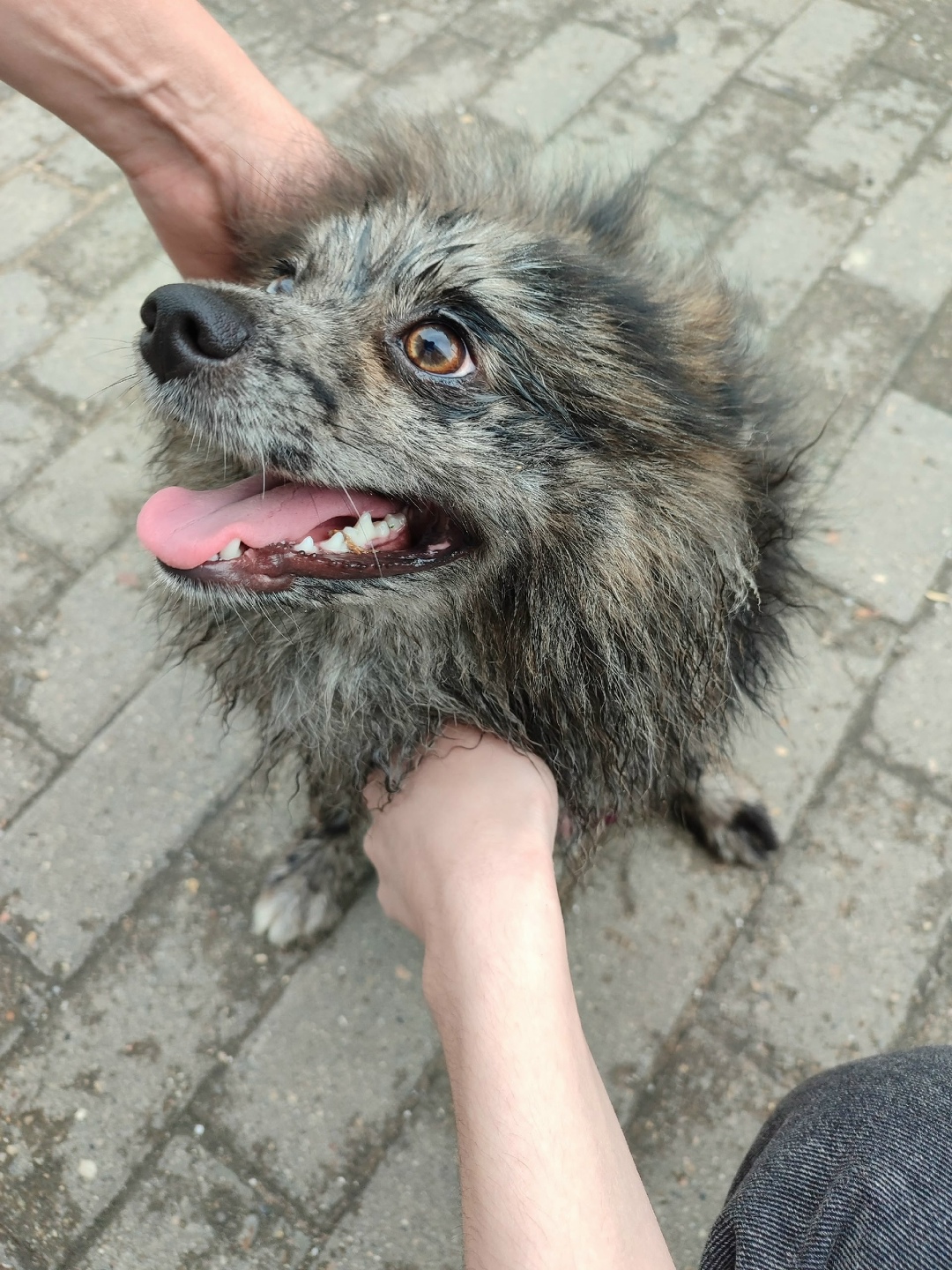 Найдена собака в Москве — фото объявления