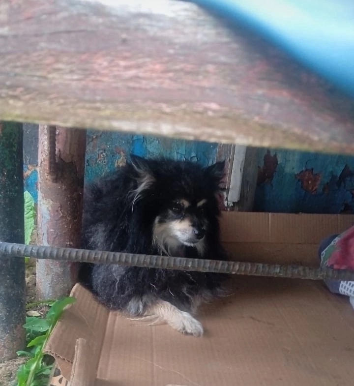 Найдена собака в Москве — фото объявления