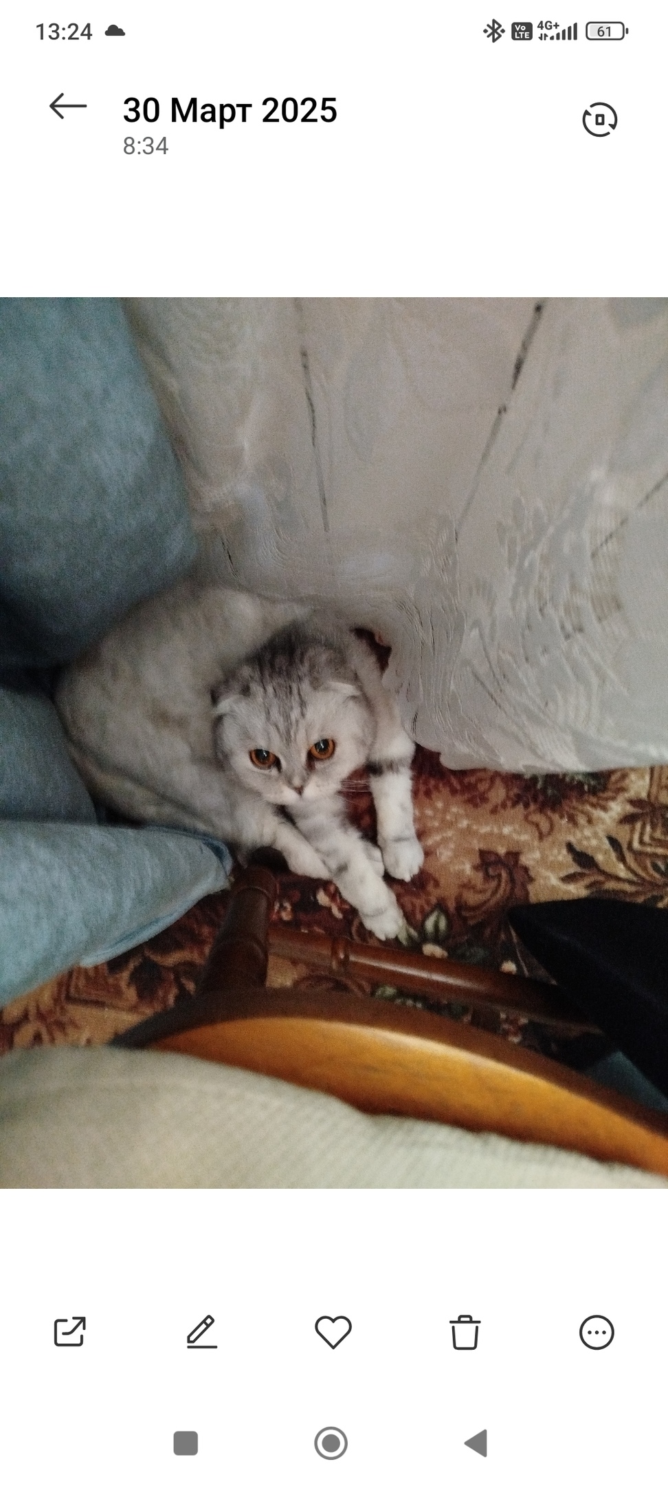 Пропала кошка в Москве — фото объявления