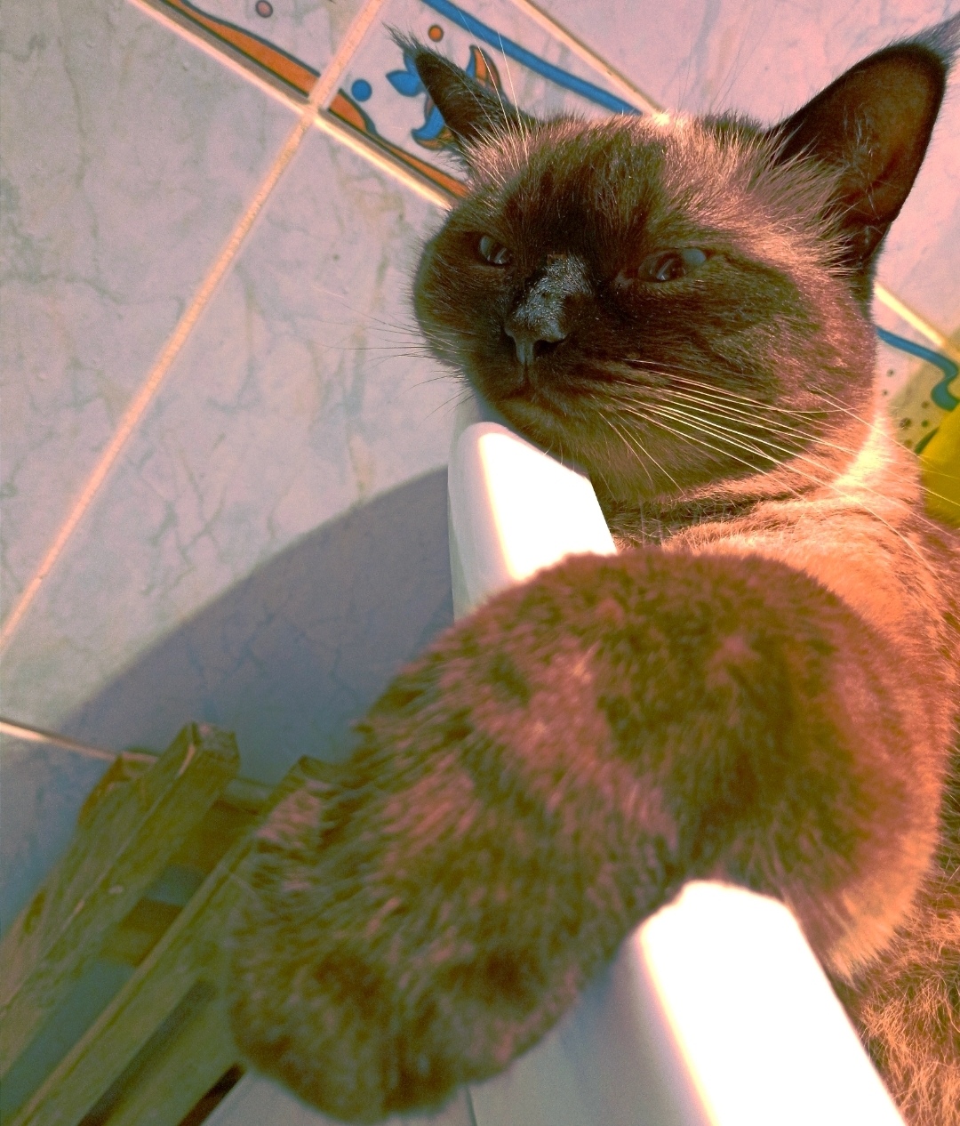 Пропала кошка в Москве — фото объявления