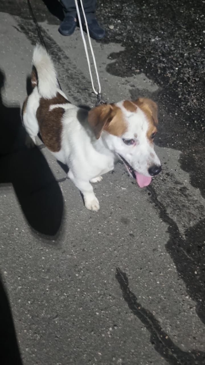 Найдена собака в Москве — фото объявления