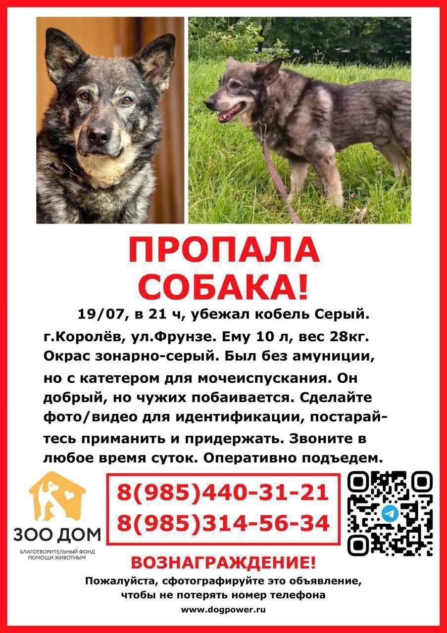 Пропала собака в Москве — фото объявления