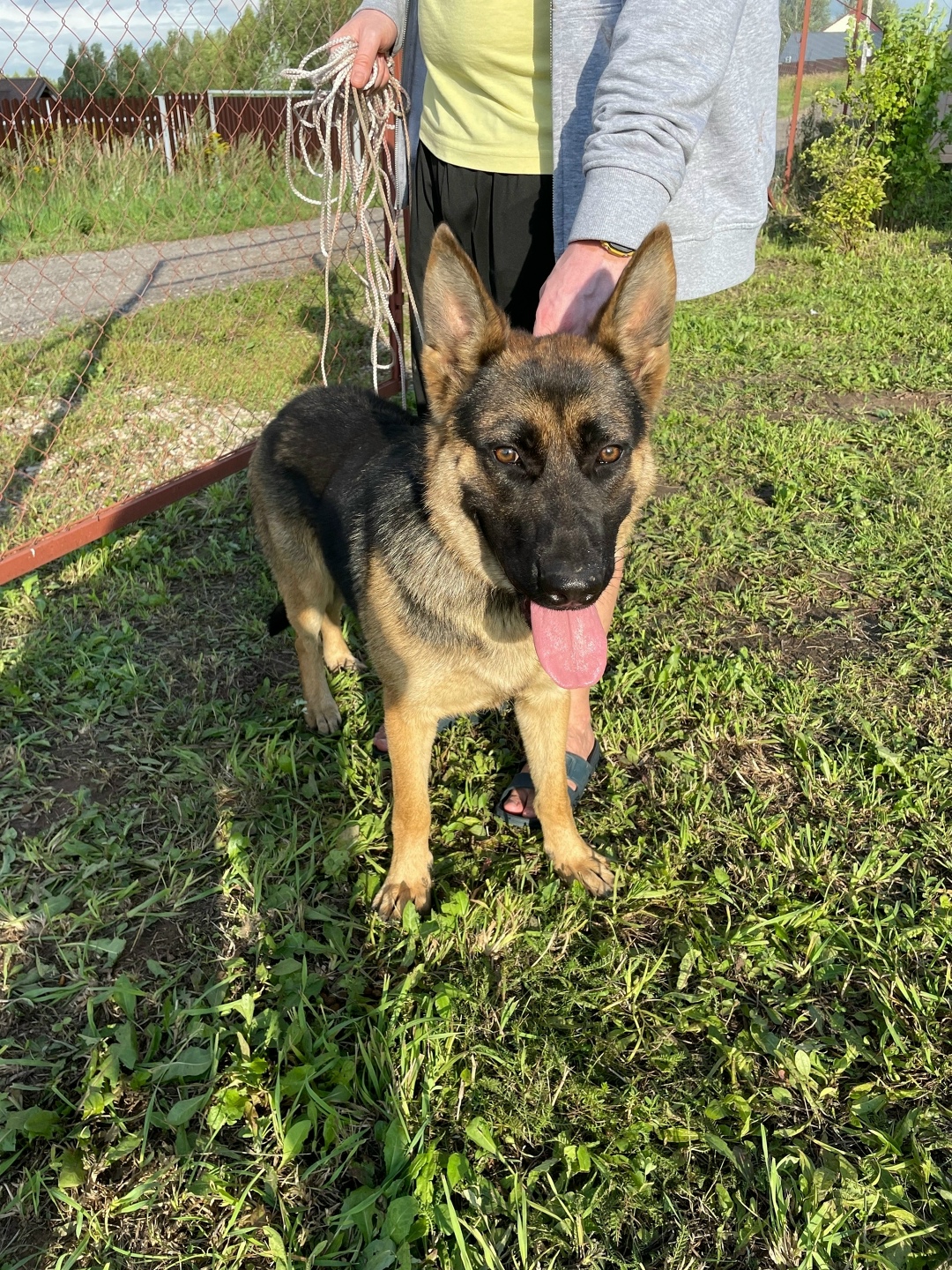 Найдена собака в Москве — фото объявления