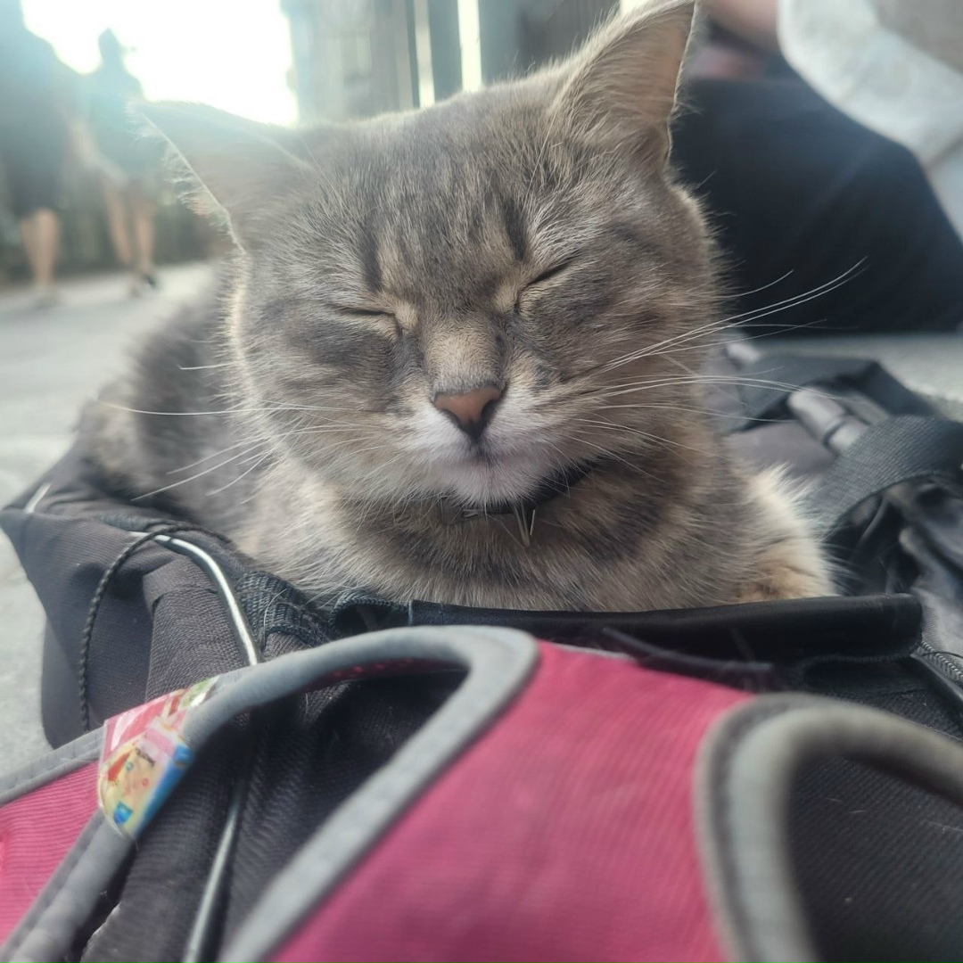 Пропала кошка в Москве — фото объявления