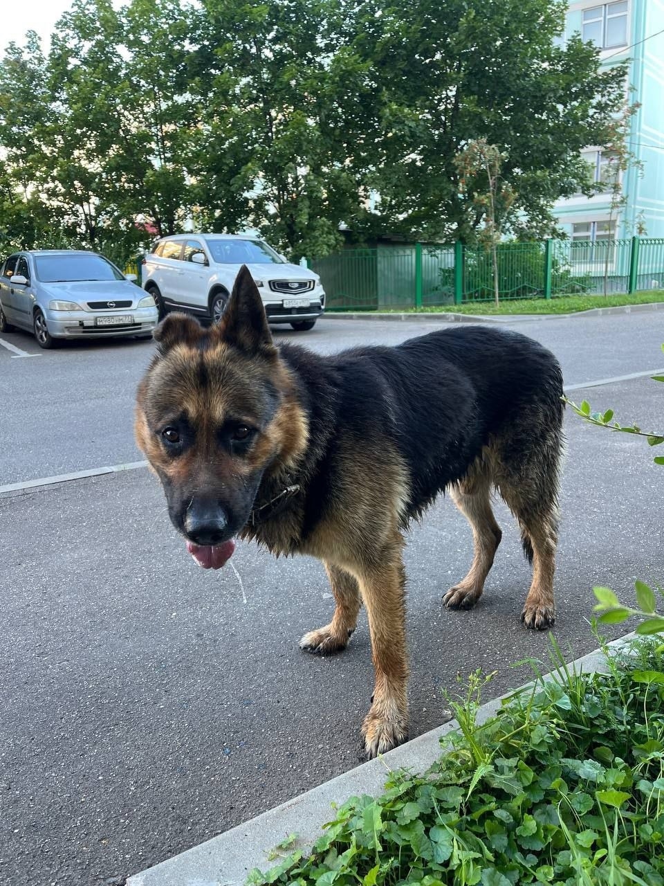 Найдена собака в Москве — фото объявления