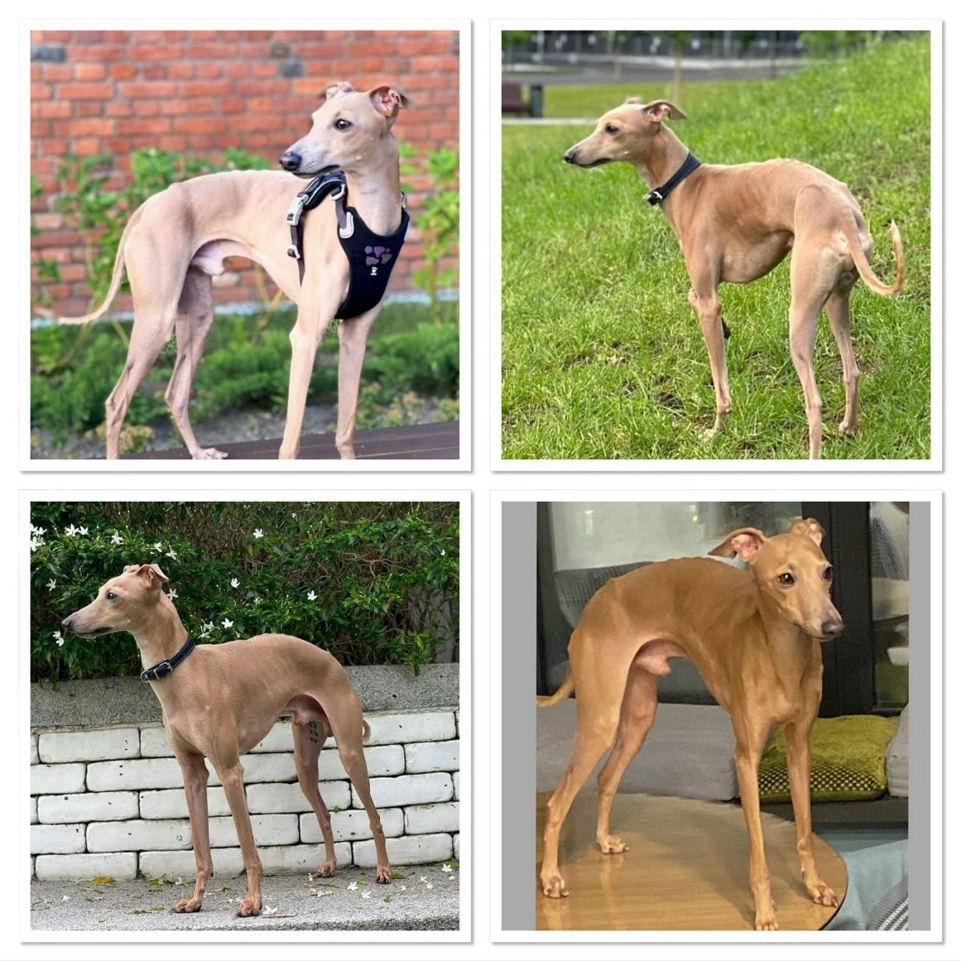 Пропала собака в Москве — фото объявления