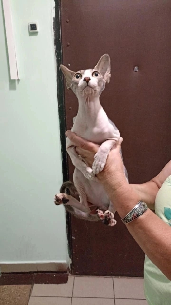 Найдена кошка в Москве — фото объявления