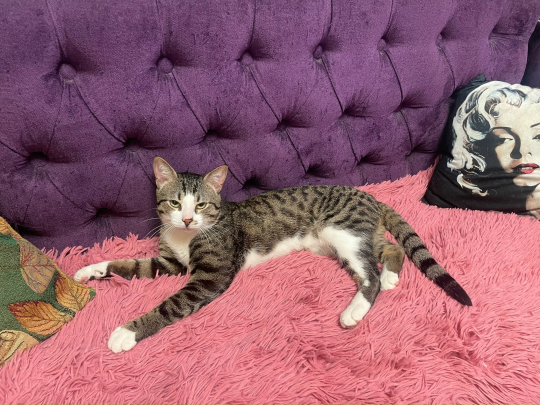 Найдена кошка в Москве — фото объявления