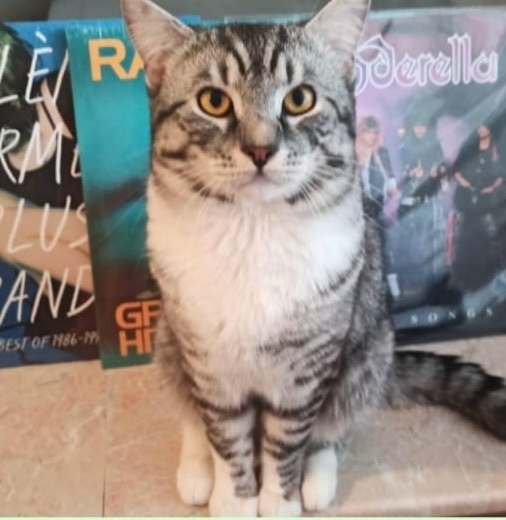 Пропала кошка в Москве — фото объявления