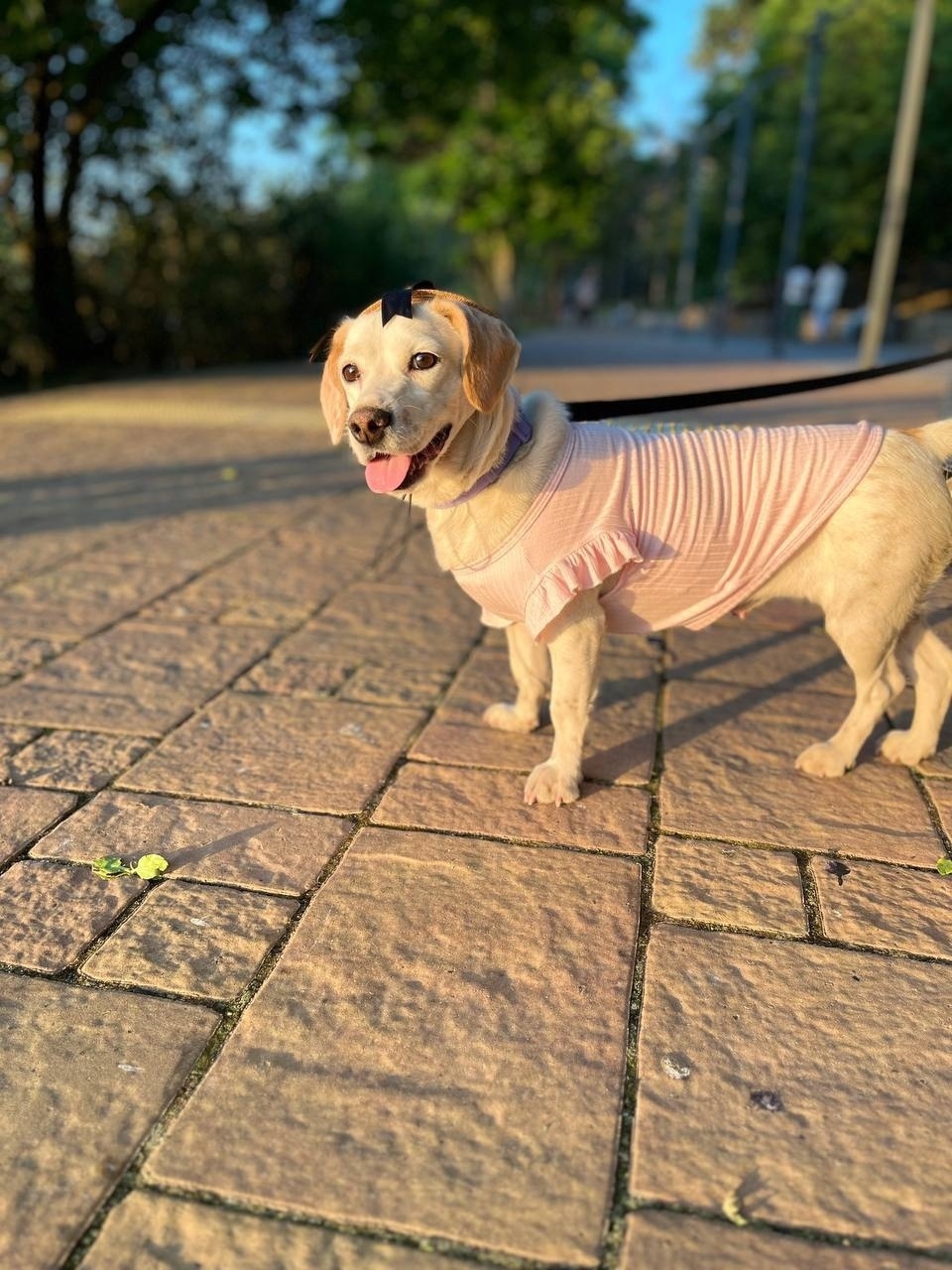 Найдена собака в Москве — фото объявления