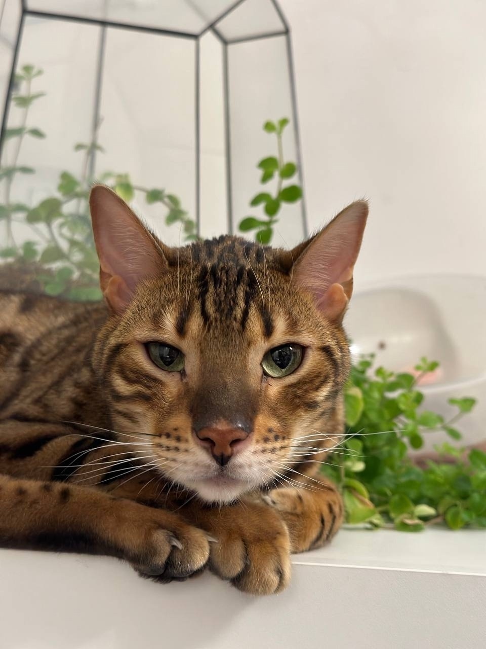 Пропала кошка в Москве — фото объявления