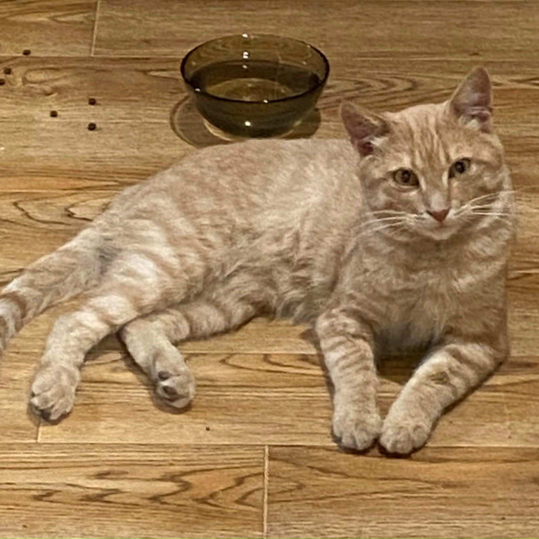 Пропала кошка в Москве — фото объявления