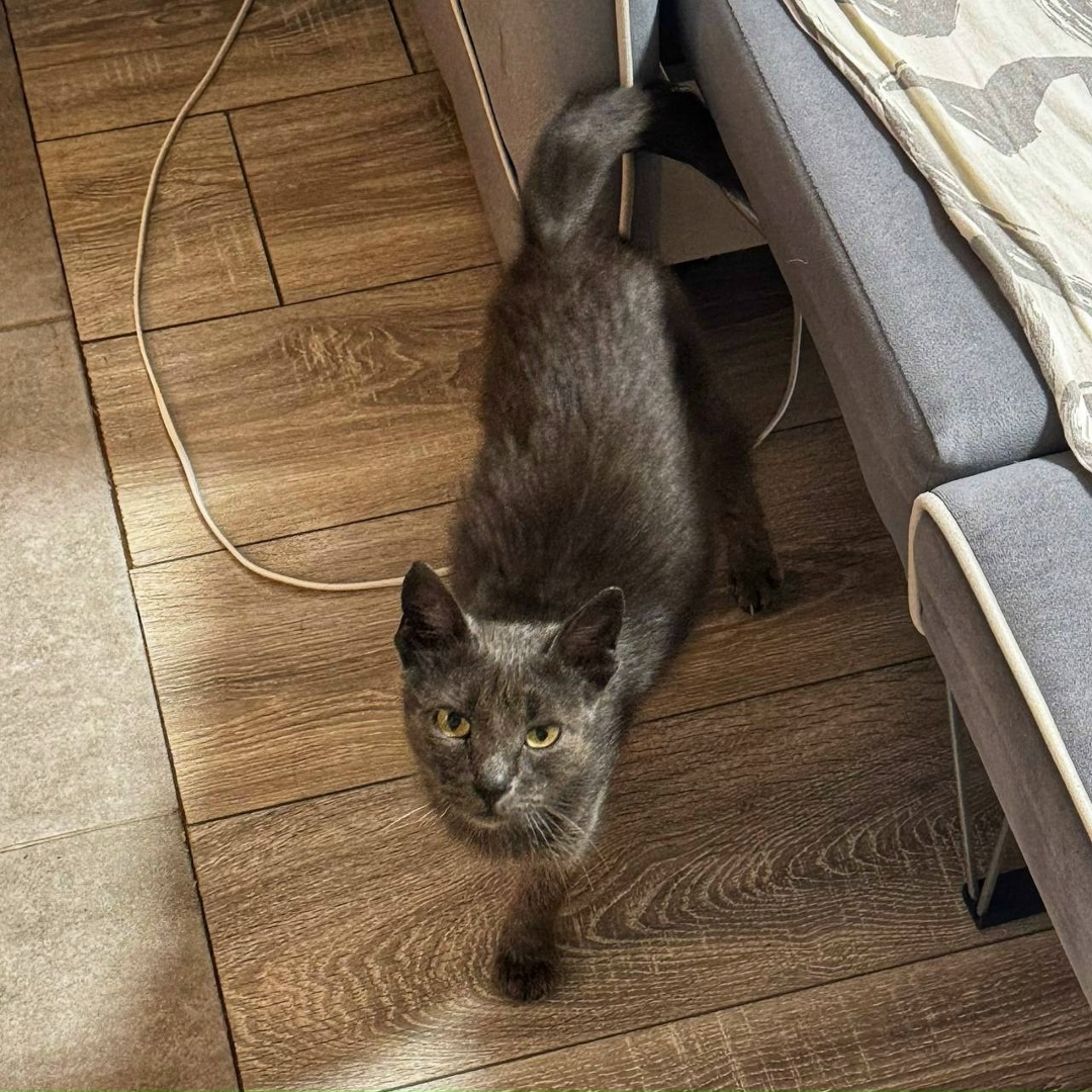 Найдена собака в Москве — фото объявления