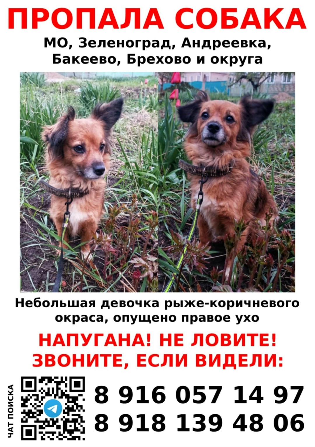 Пропала собака в Москве — фото объявления