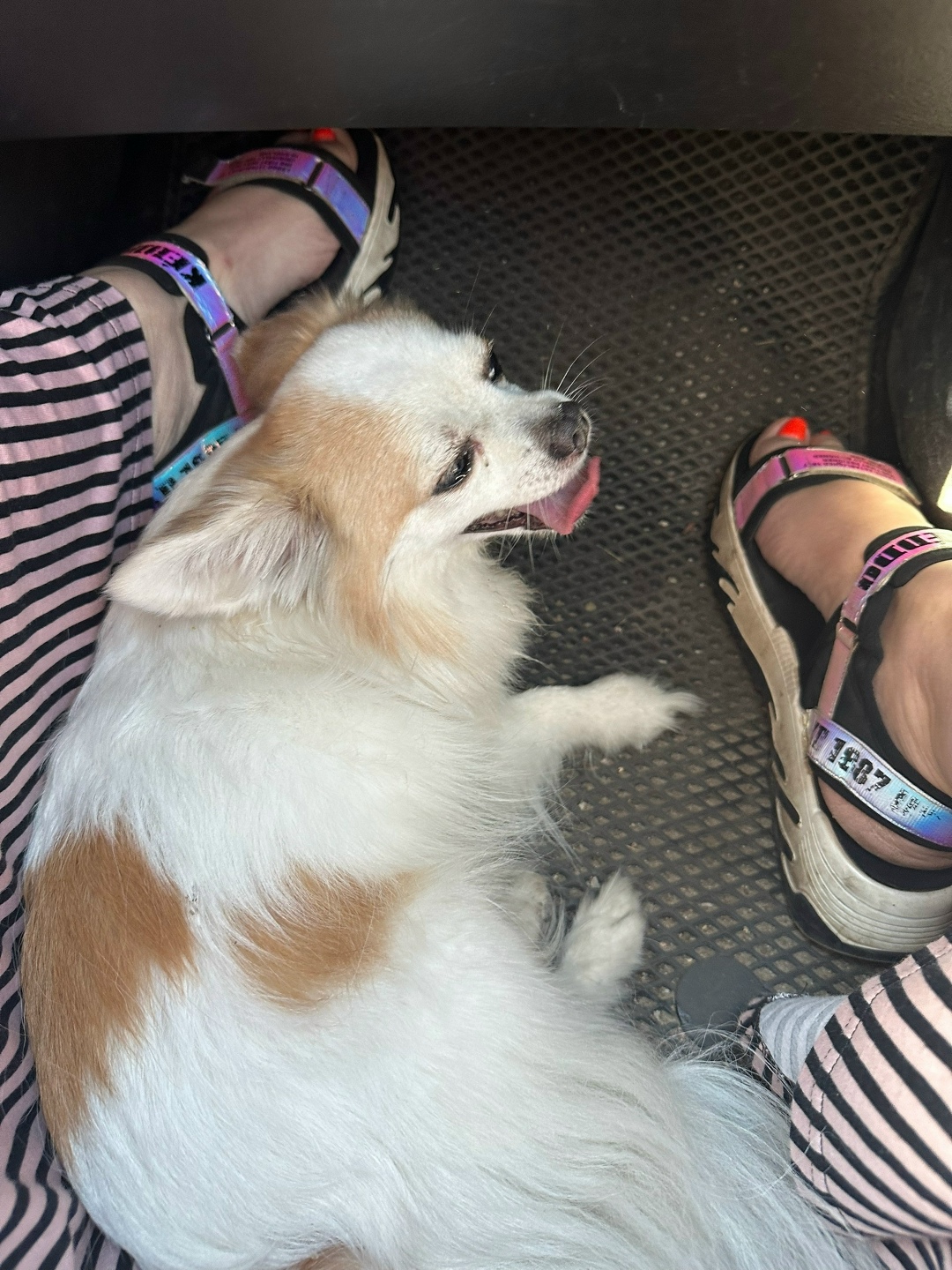 Найдена собака в Москве — фото объявления