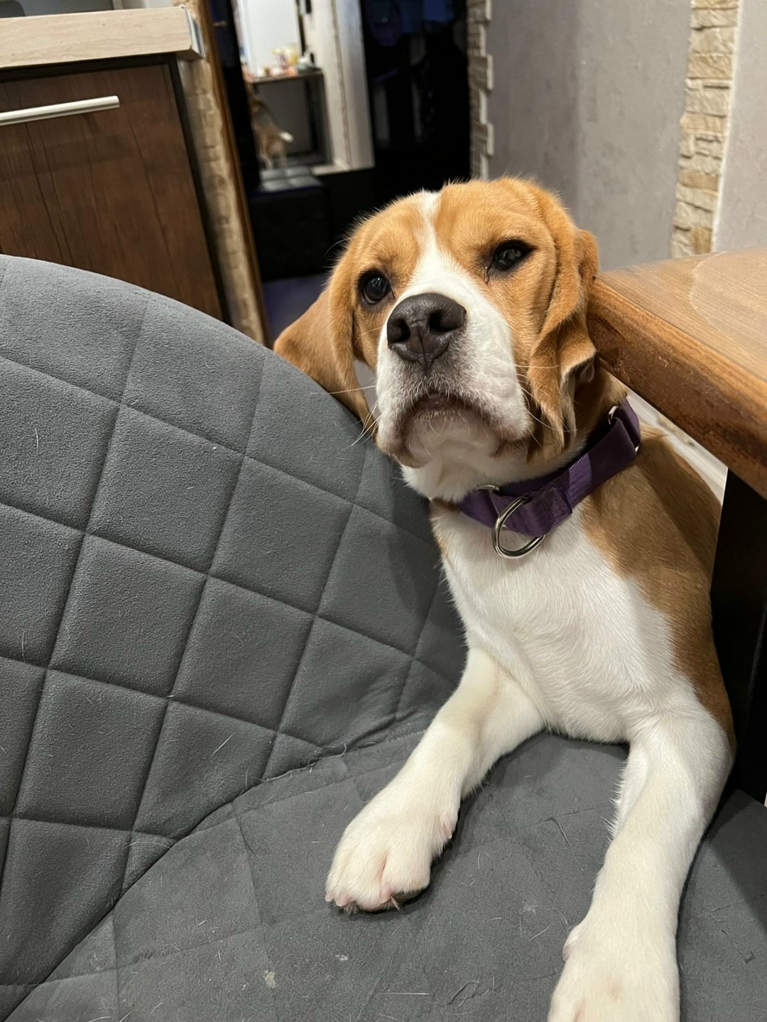 Пропала собака в Москве — фото объявления