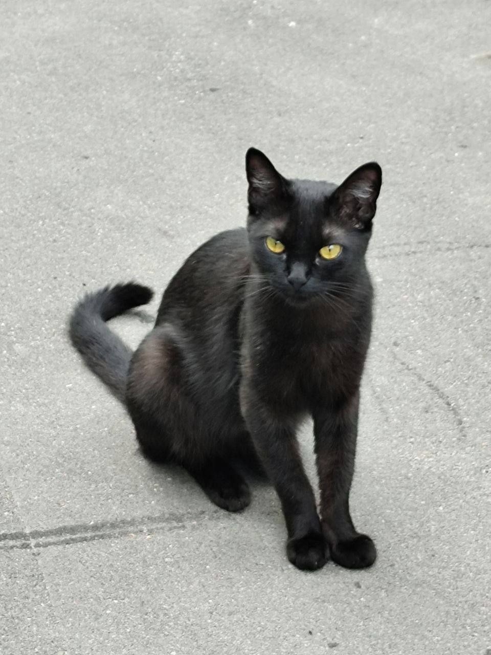 Найдена кошка в Москве — фото объявления