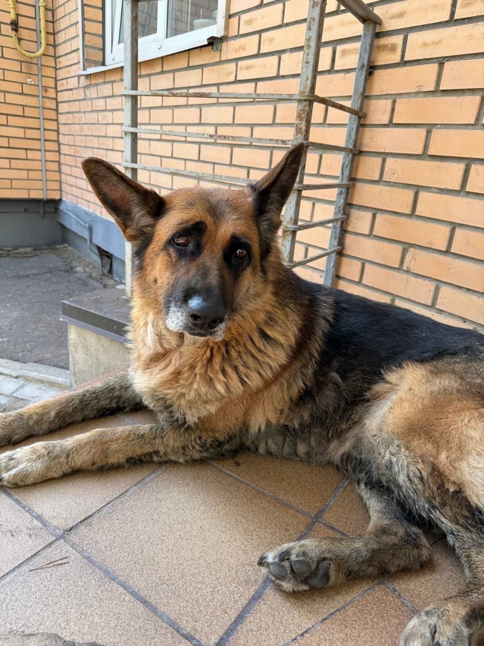 Найдена собака в Москве — фото объявления