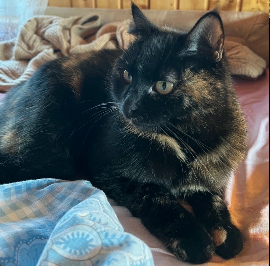 Пропала кошка в Москве — фото объявления