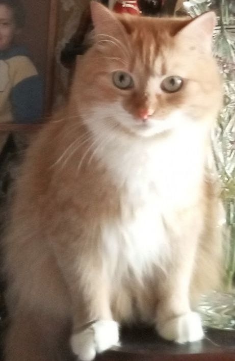 Пропала кошка в Москве — фото объявления