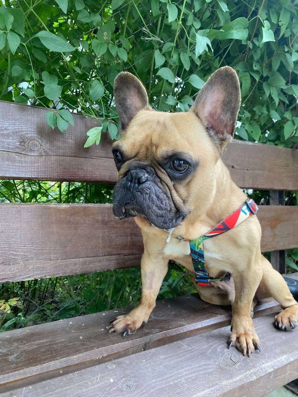 Найдена собака в Москве — фото объявления