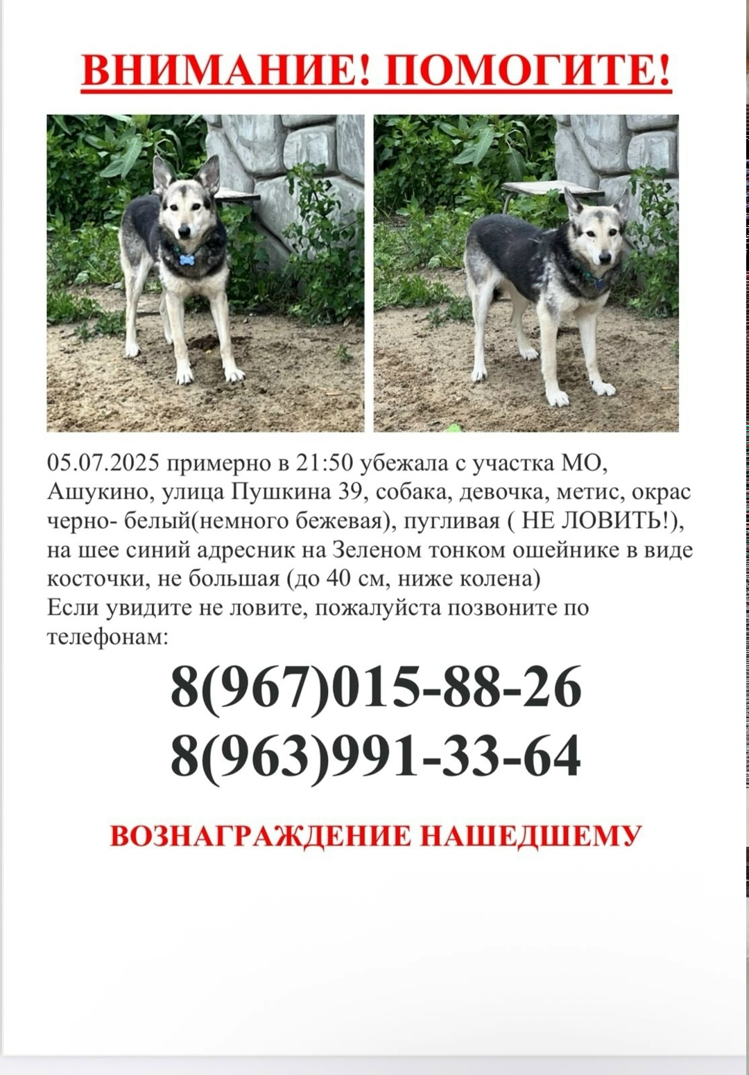Пропала собака в Москве — фото объявления