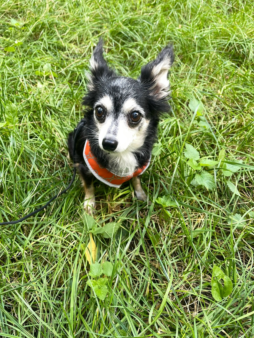 Найдена собака в Москве — фото объявления