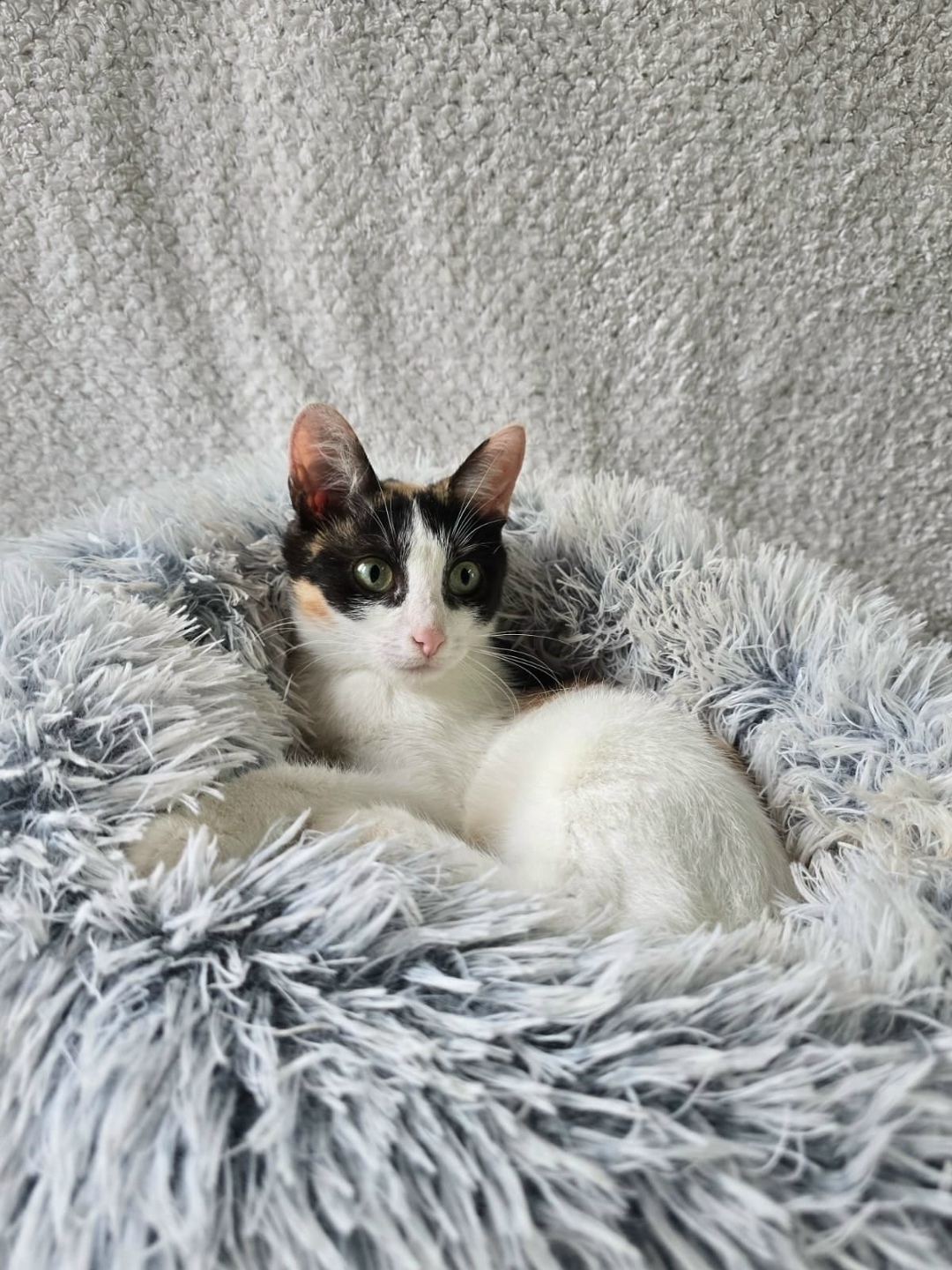 Найдена собака в Москве — фото объявления