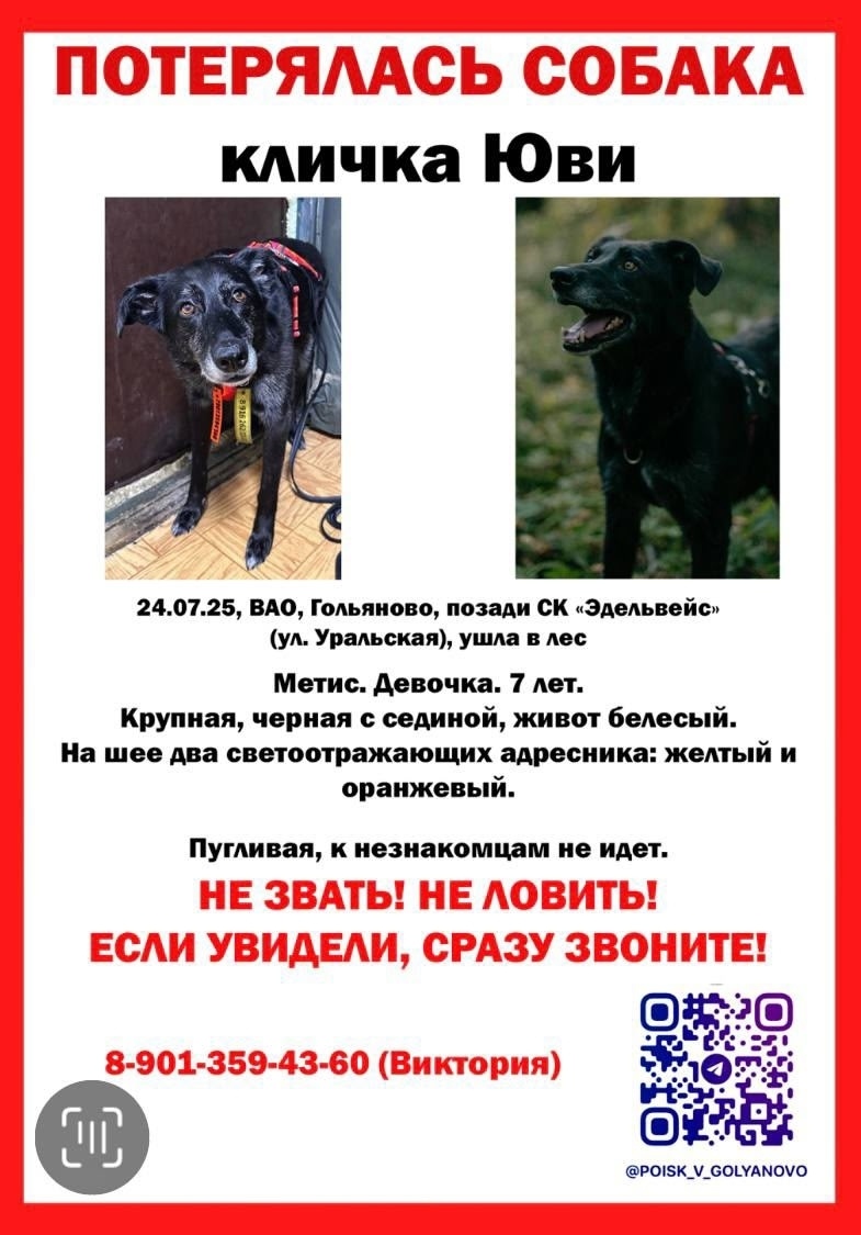 Пропала собака в Москве — фото объявления