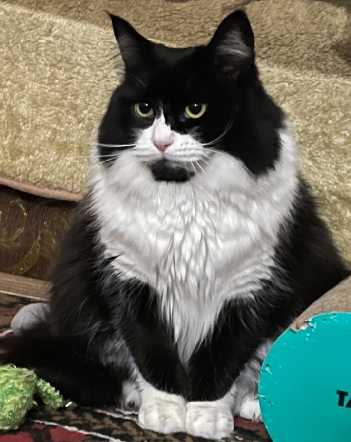 Пропала кошка в Москве — фото объявления