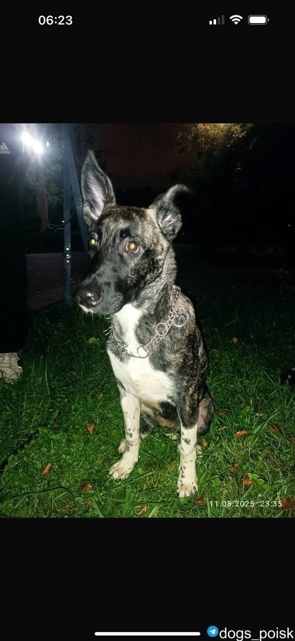 Найдена собака в Москве — фото объявления