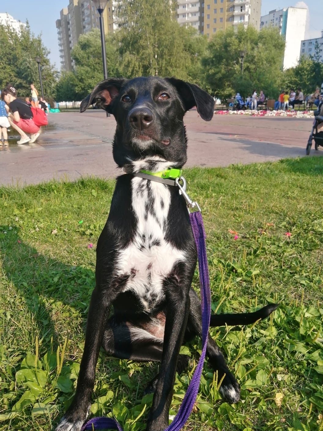 Пропала собака в Москве — фото объявления