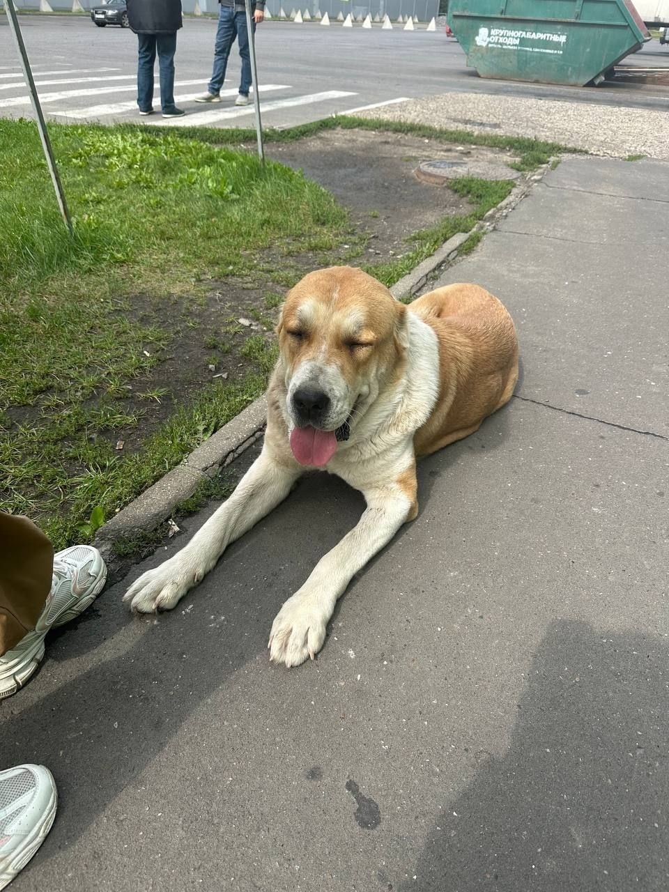 Найдена собака в Москве — фото объявления